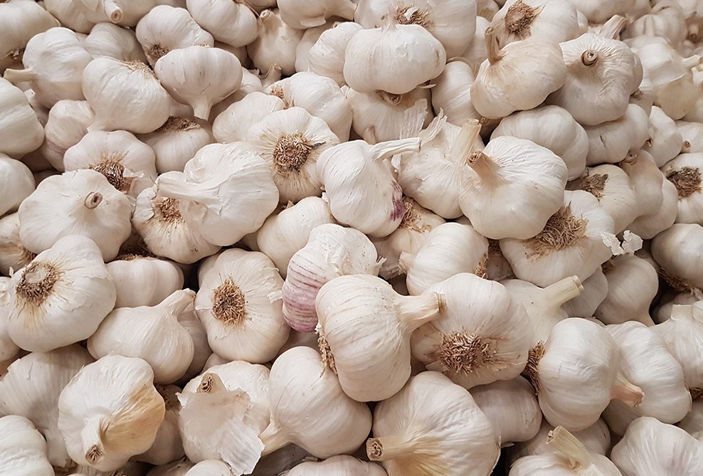 Top 10 Global Garlic Suppliers and Exporters