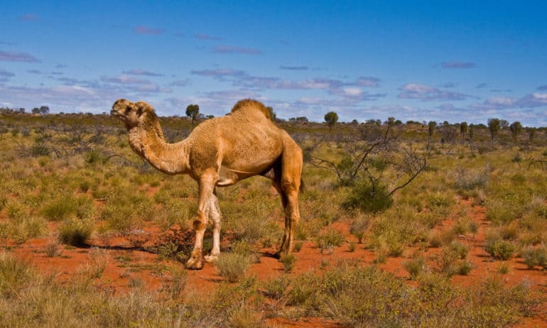 Where to Buy Camel Meat