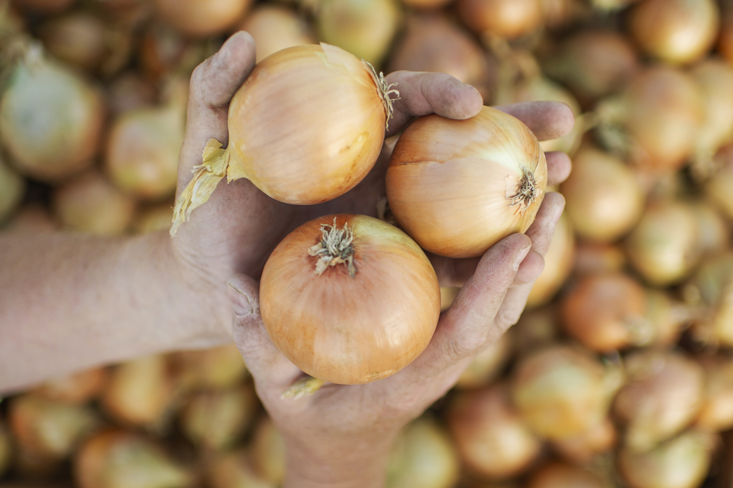 Where To Buy Onions In Bulk