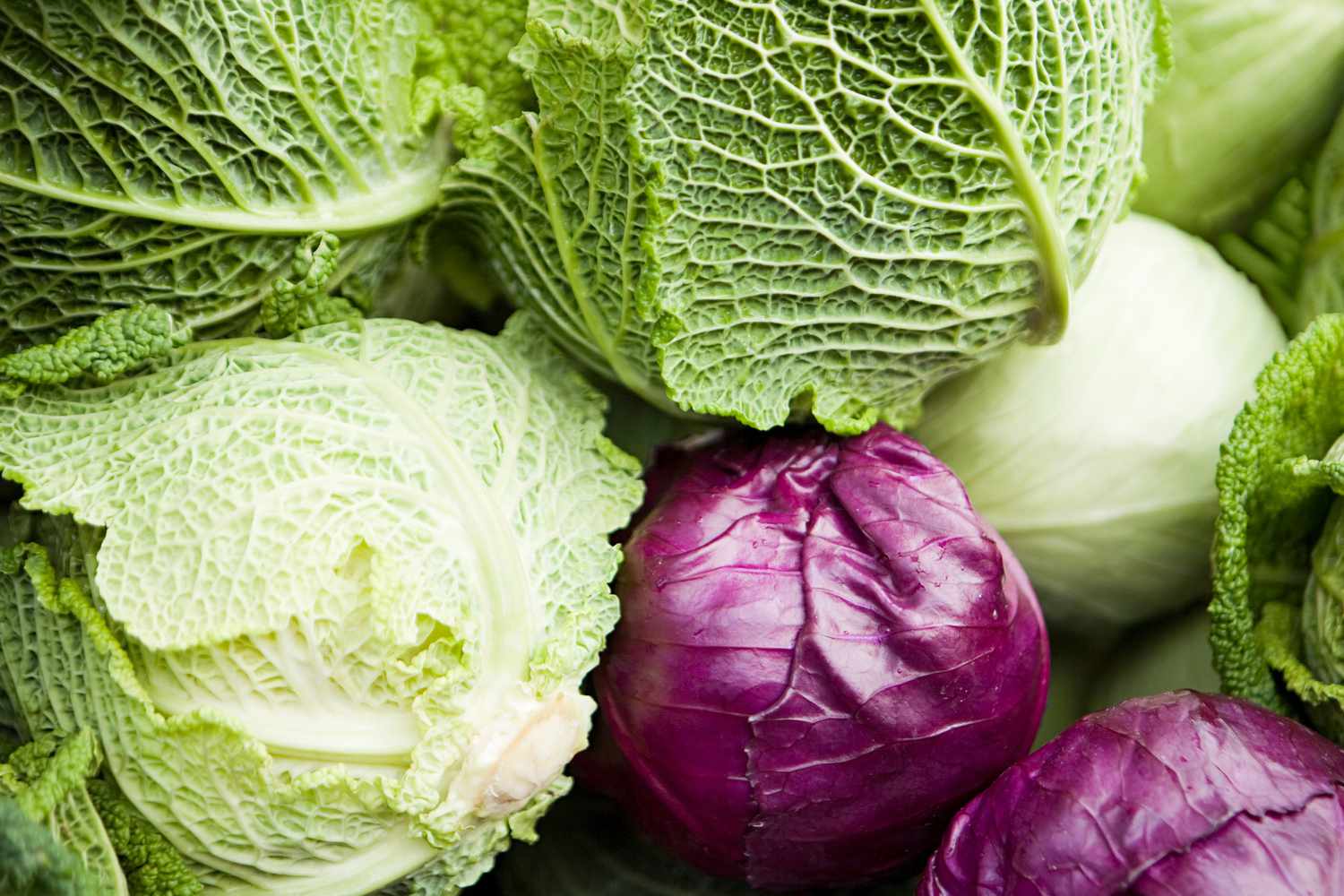 Find Wholesale Cabbage Suppliers Online