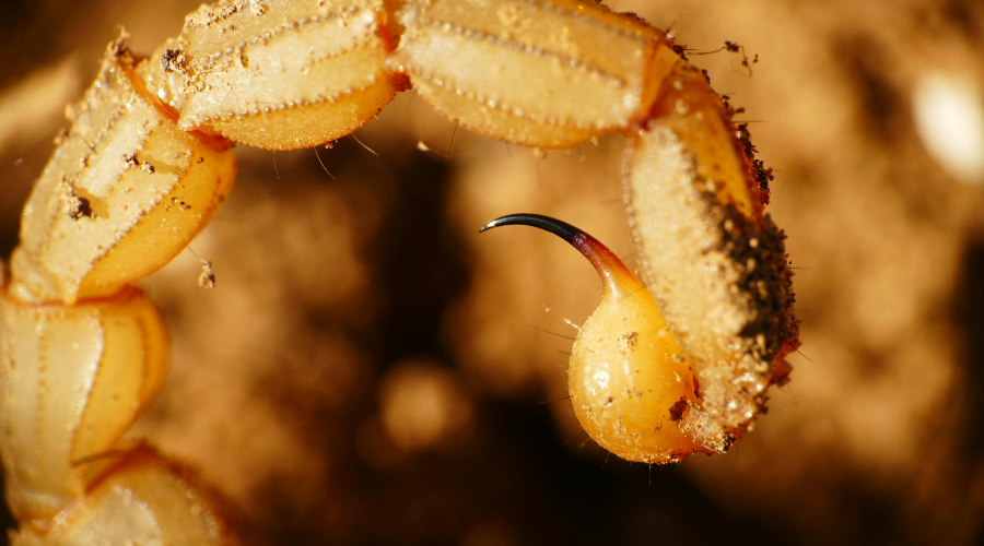 How to Import Scorpion Venom: Rules, Certifications & Documentation