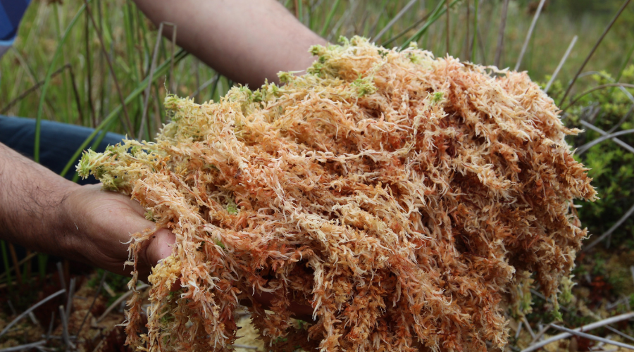 4 Best Ways to Sell Coco Peat Online: Complete B2B Guide