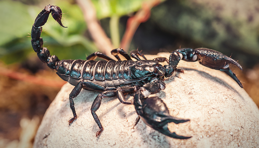 How to Sell Scorpion Venom: Guide to Finding International Buyers